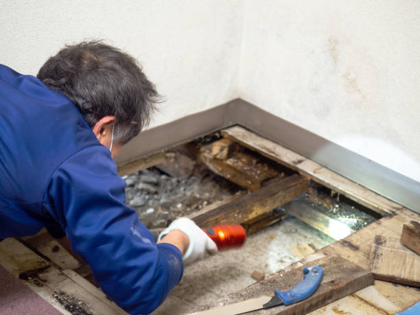 Best Attic Mold Removal  in Galveston, IN