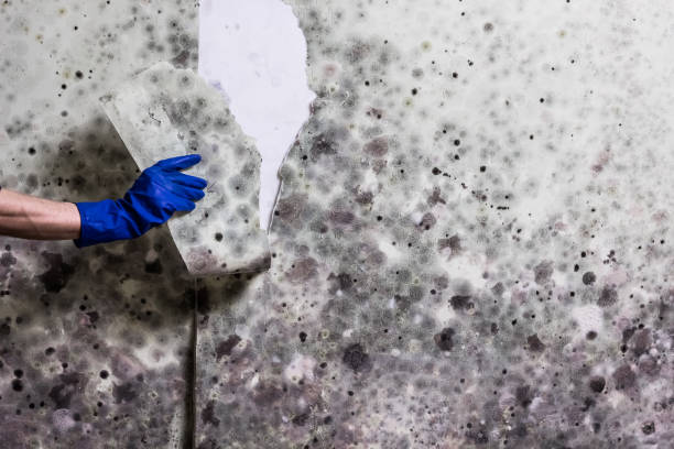 Trusted Galveston, IN Mold Removal Experts